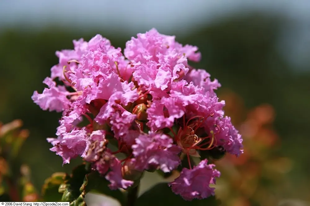 Potomac Crape Myrtle (Lagerstroemia Indica 'Potomac') — it exhibits a multi-stemmed habit and striking