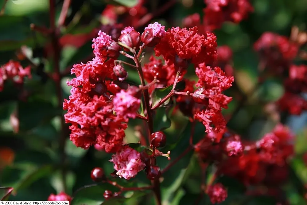 Potomac Crape Myrtle (Lagerstroemia Indica 'Potomac') — Its foliage bursts into vivid green