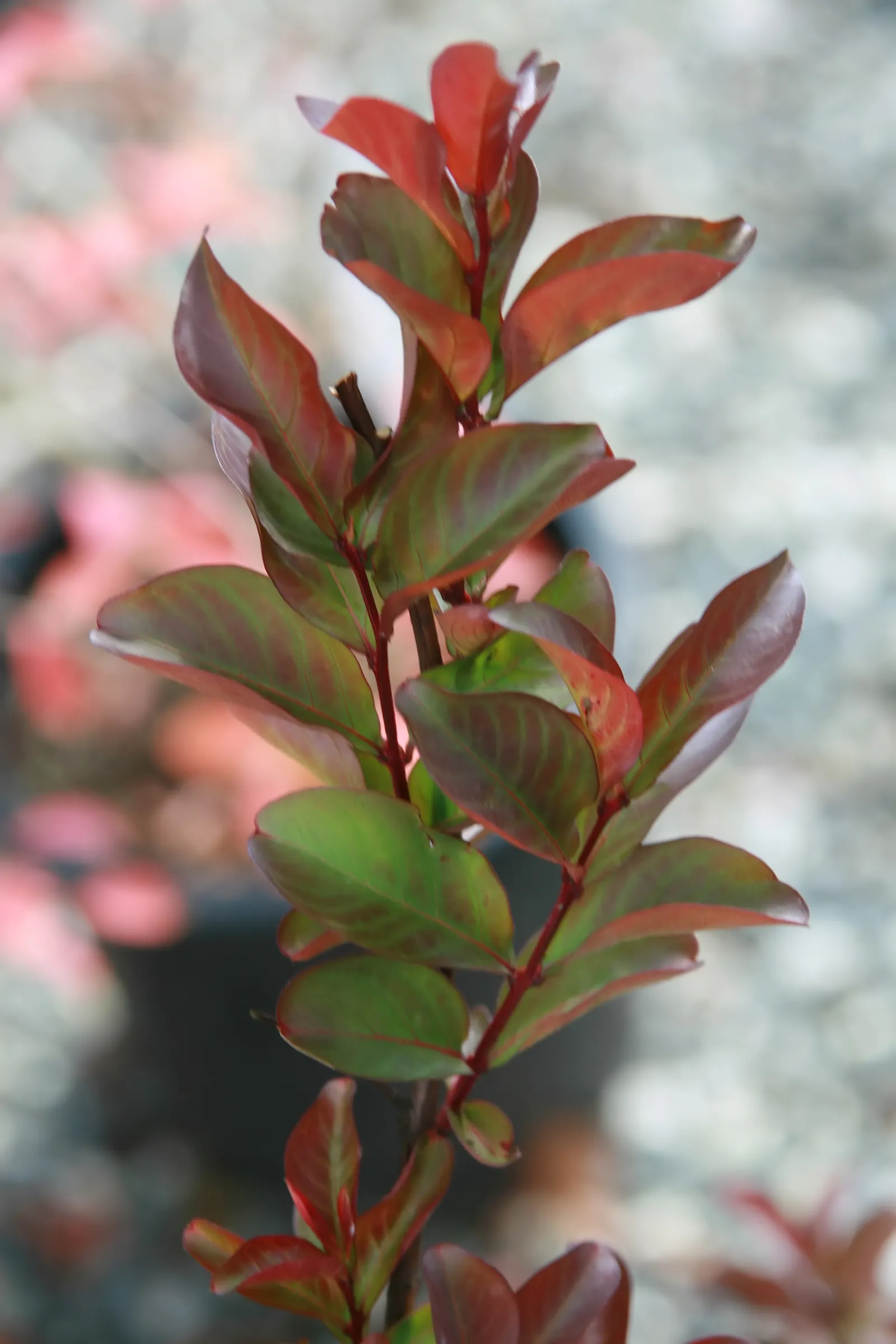 Potomac Crape Myrtle (Lagerstroemia Indica 'Potomac') — requiring at least six hours of direct light daily