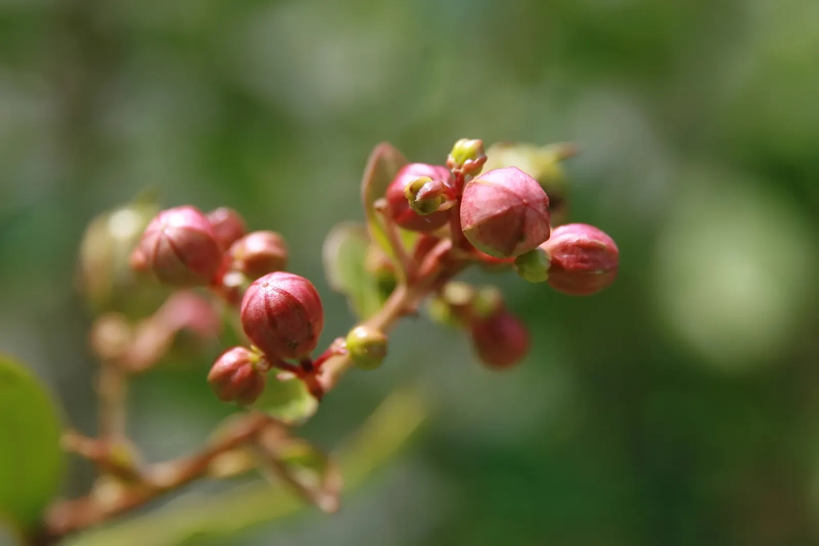 Potomac Crape Myrtle (Lagerstroemia Indica 'Potomac') — Preferring full sun and well-drained soil
