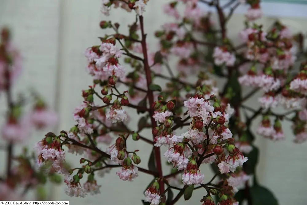 Potomac Crape Myrtle (Lagerstroemia Indica 'Potomac') — this cultivar stands out with its impressive height of 15 to 20 feet and a spread of 6 to 10 feet at