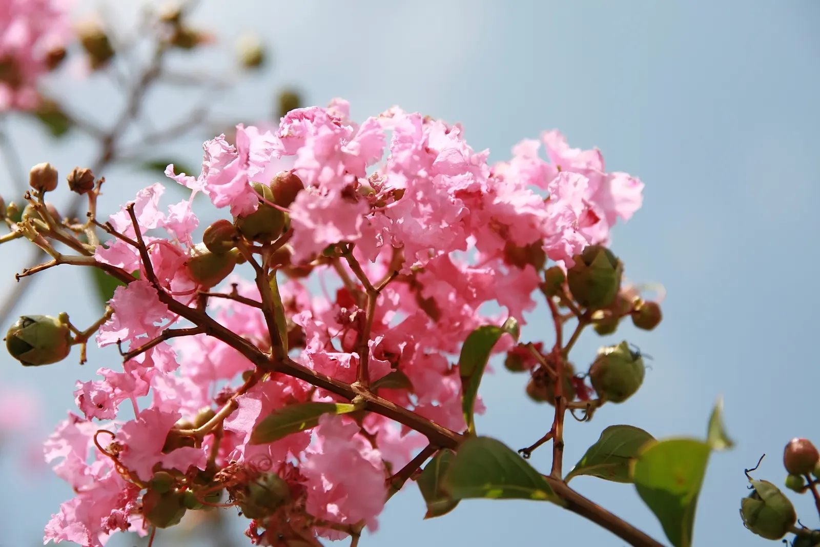 Potomac Crape Myrtle (Lagerstroemia Indica 'Potomac') — enhancing the garden's ecosystem.<br><br>This crape myrtle prefers full sun exposure