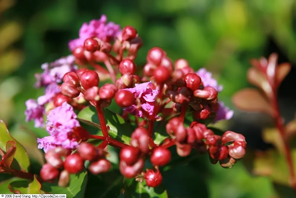 Potomac Crape Myrtle (Lagerstroemia Indica 'Potomac') — attract pollinators such as butterflies and bees