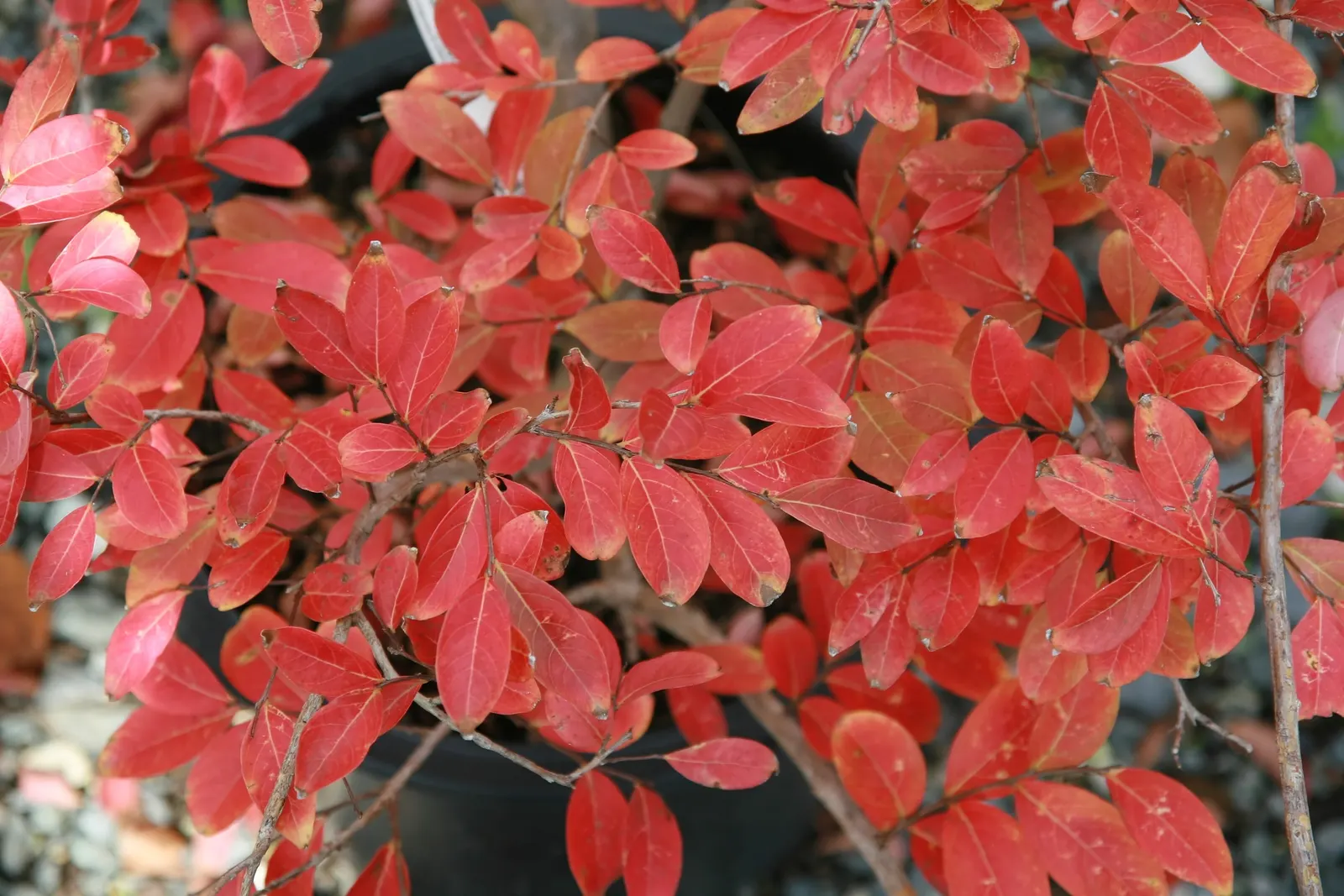 Potomac Crape Myrtle (Lagerstroemia Indica 'Potomac') — The Potomac Crape Myrtle (Lagerstroemia indica 'Potomac') is a versatile and robust deciduous shrub