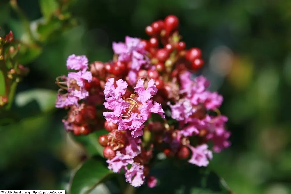 Potomac Crape Myrtle (Lagerstroemia Indica 'Potomac') — Thriving in USDA hardiness zones 7 through 9