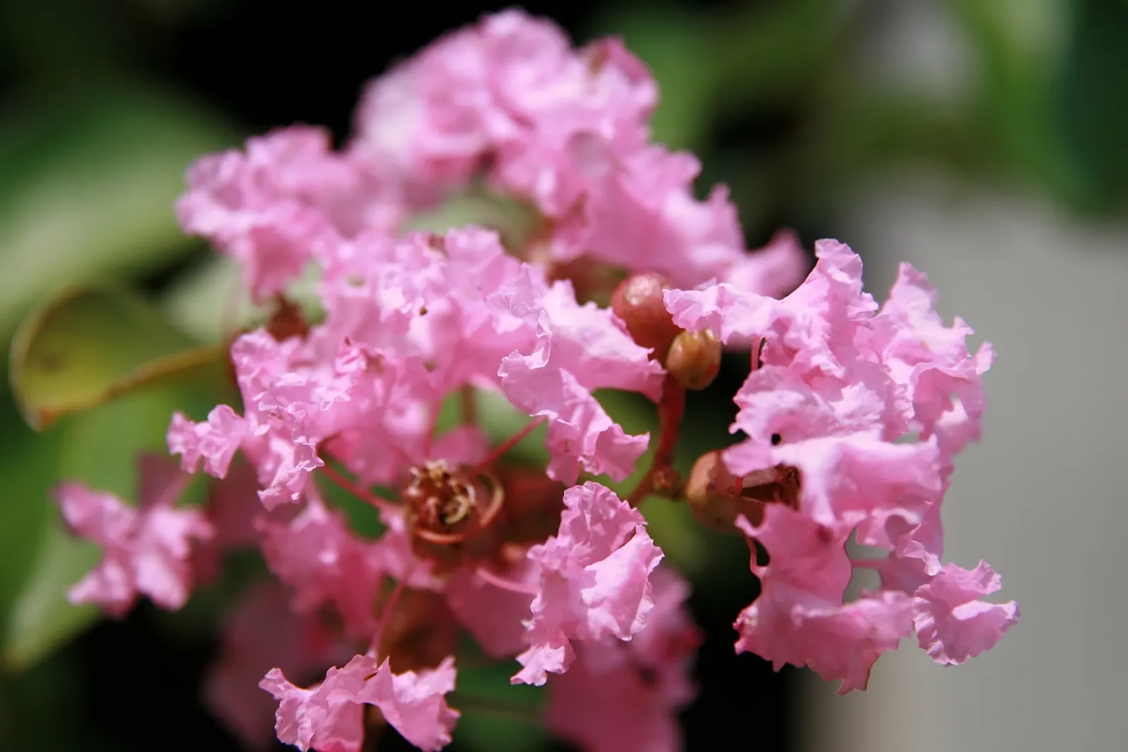 Potomac Crape Myrtle (Lagerstroemia Indica 'Potomac') — it's drought-tolerant once established