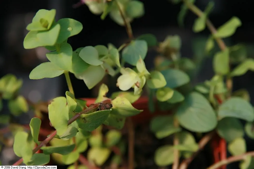 Kent Beauty Oregano (Origanum 'Kent Beauty') — offering a charming groundcover or container display with minimal maintenance