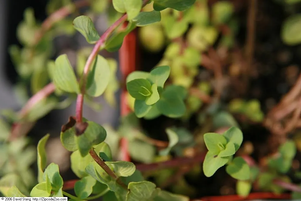 Kent Beauty Oregano (Origanum 'Kent Beauty') — commonly known as Kent Beauty Oregano