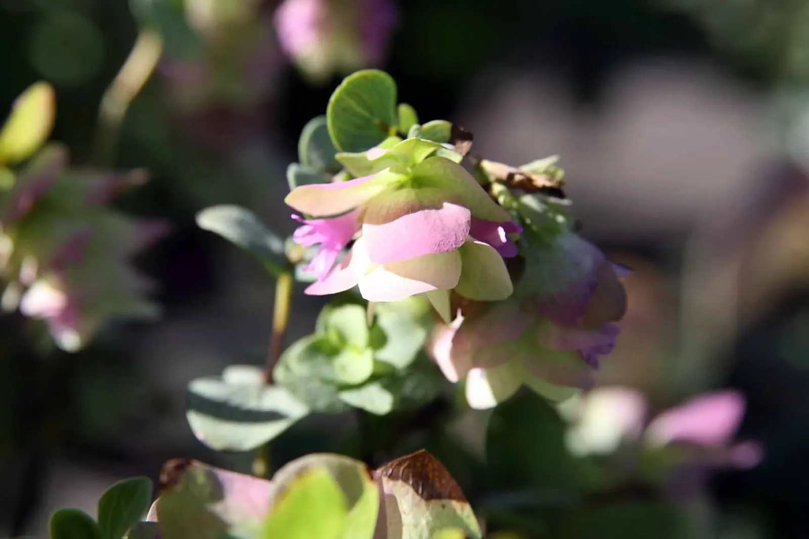 Kent Beauty Oregano (Origanum 'Kent Beauty') — it thrives in full sun with well-draining soil and is hardy in USDA zones 5-9