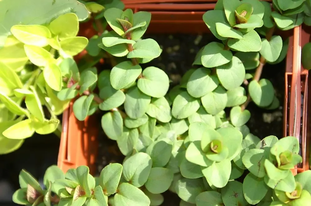 Kent Beauty Oregano (Origanum 'Kent Beauty') — is a captivating ornamental herb famed for its cascading branches and delicate hop-like