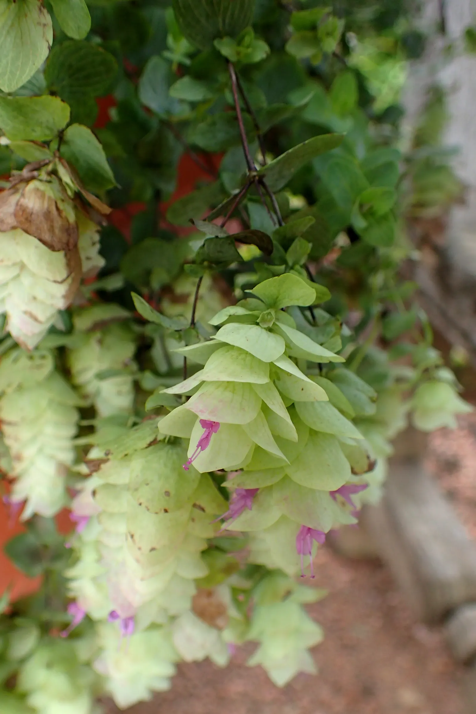 Kent Beauty Oregano (Origanum 'Kent Beauty') — commonly referred to as Kent Beauty Oregano