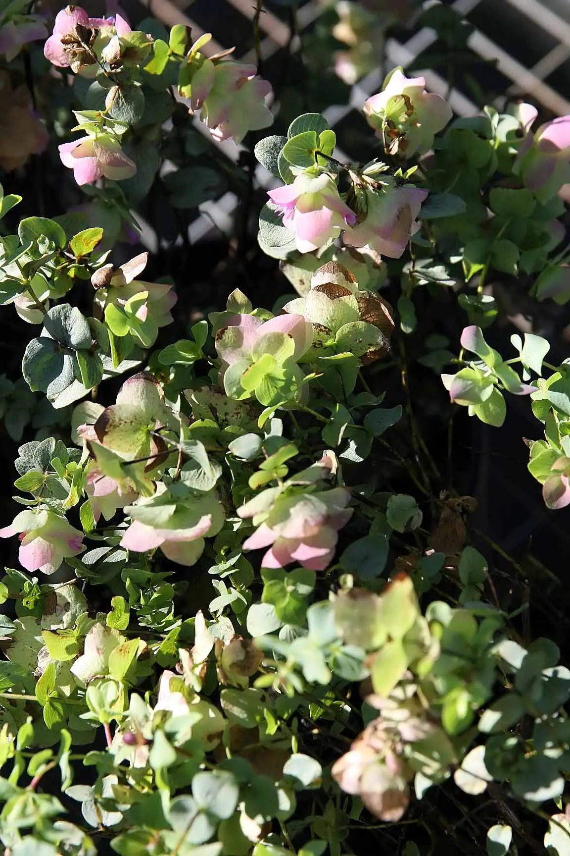 Kent Beauty Oregano (Origanum 'Kent Beauty') — This perennial boasts a trailing habit reaching up to 8-10 inches tall and spreads around 12-18 inches wide