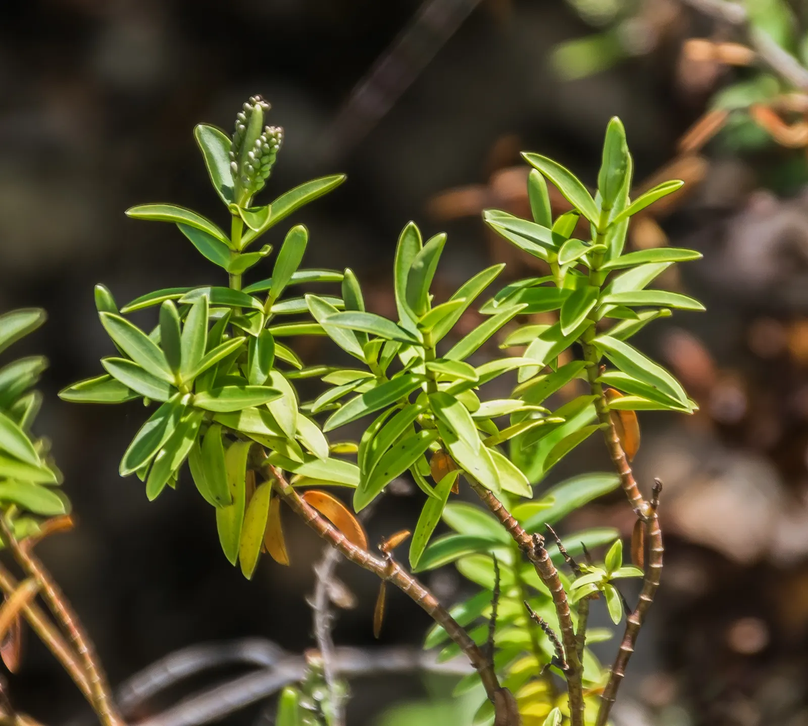 Boxleaf Hebe (Hebe odora) — Minimal maintenance required, occasional pruning to shape