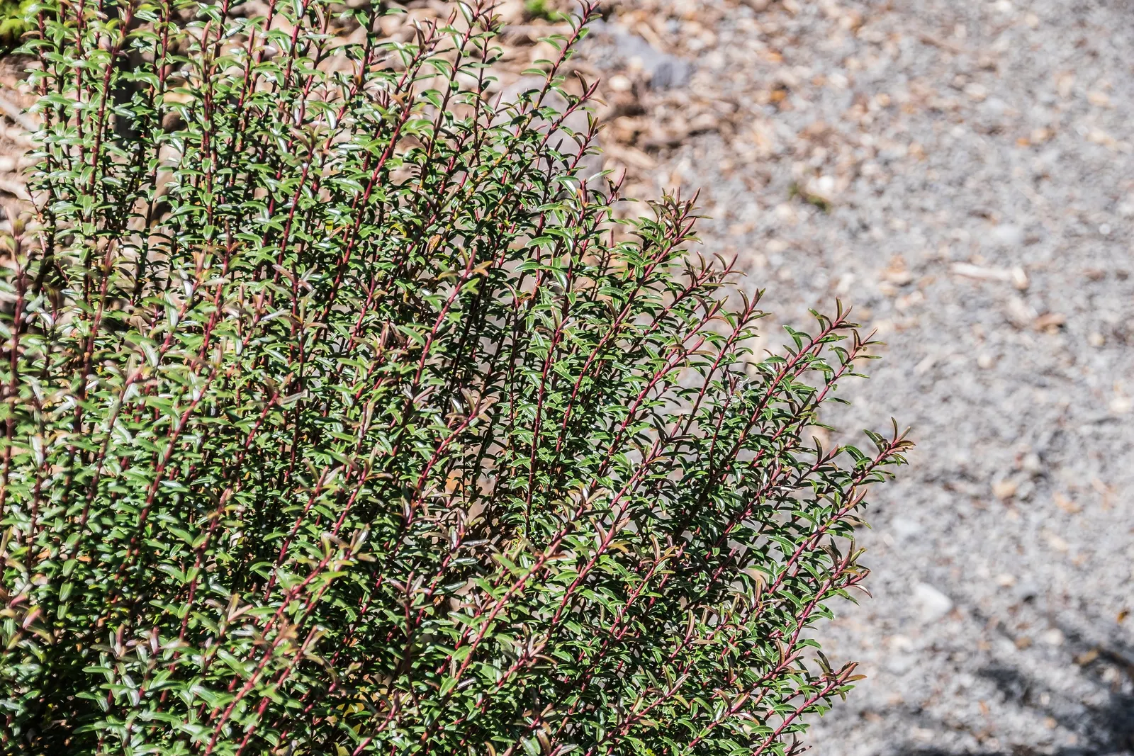 Boxleaf Hebe (Hebe odora) — It flourishes in full sun to part shade, in well-drained soil