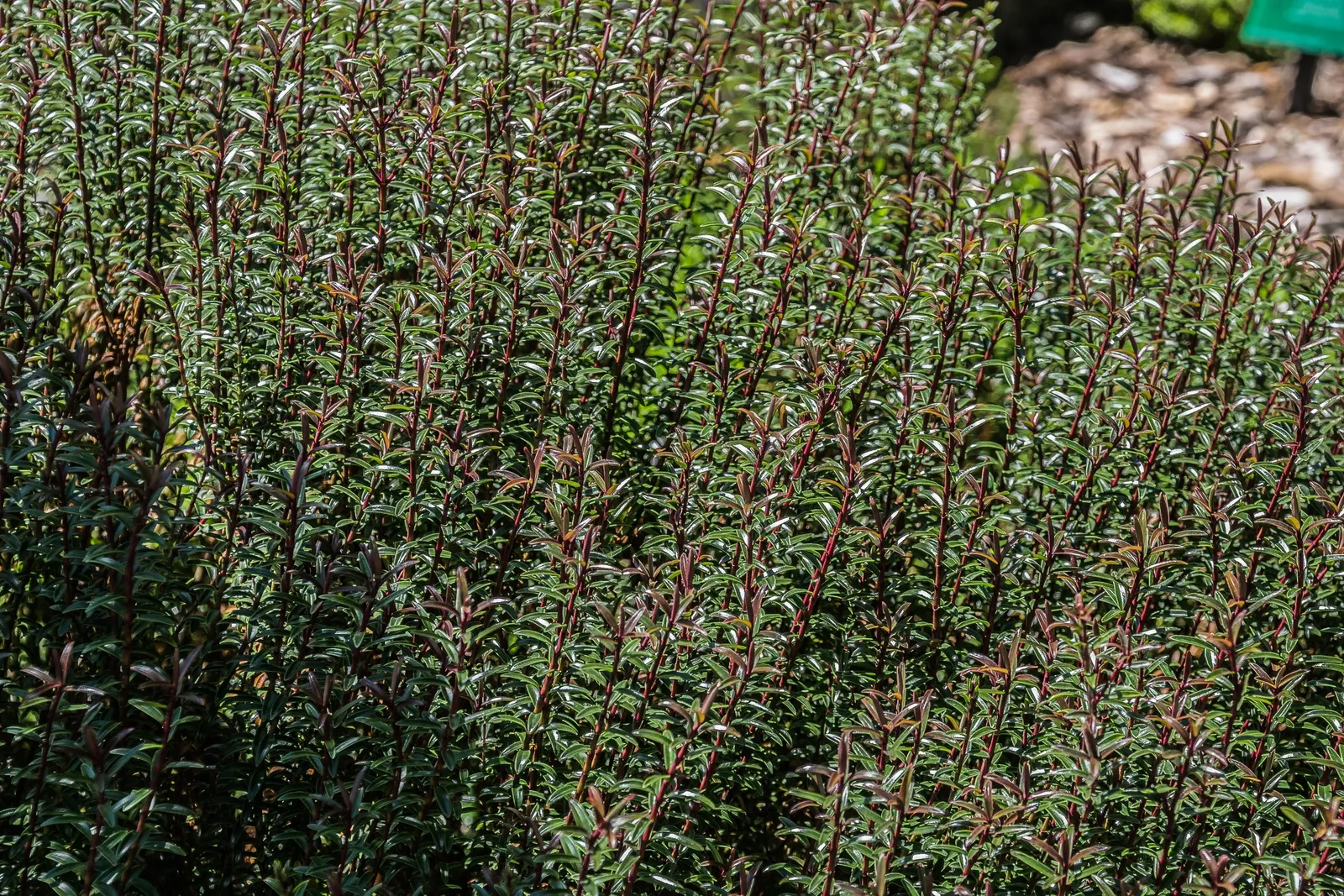 Boxleaf Hebe (Hebe odora) — Moderate drought tolerance once established