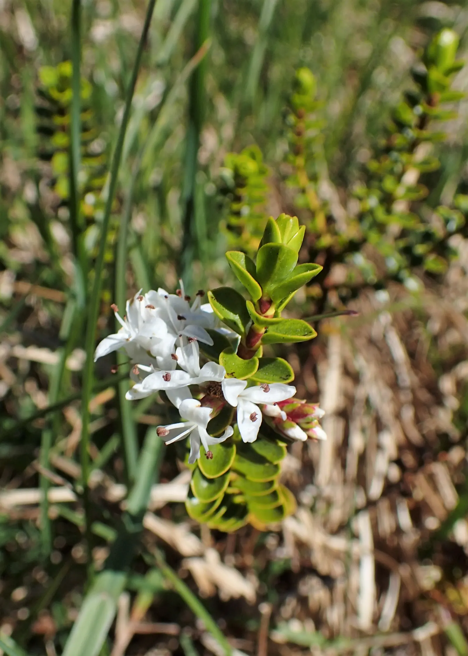 Boxleaf Hebe (Hebe odora) — presenting a mounding habit that is easily kept neat with minimal pruning
