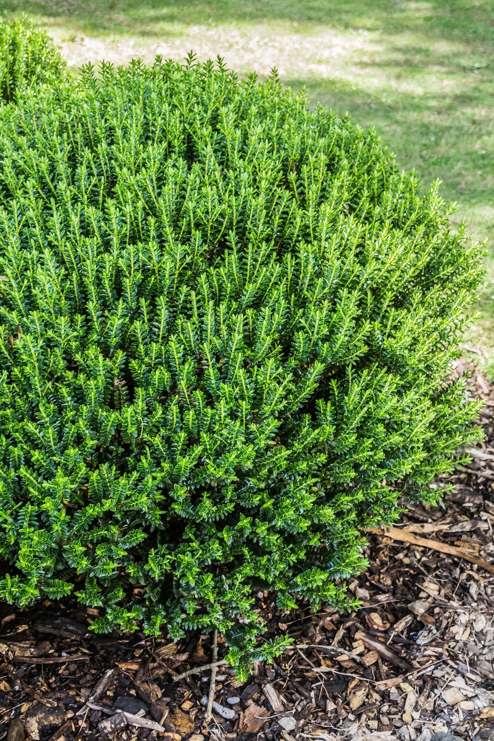 Boxleaf Hebe (Hebe odora) — lavender to bluish flowers that attract bees