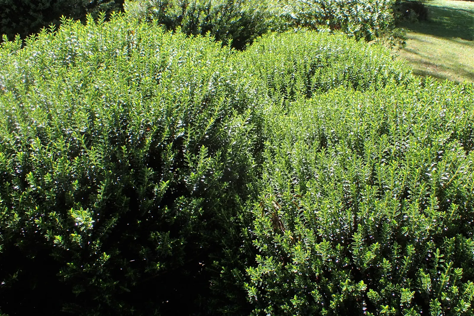 Boxleaf Hebe (Hebe odora) — glossy leaves are approximately 0.5 to 1 inch long