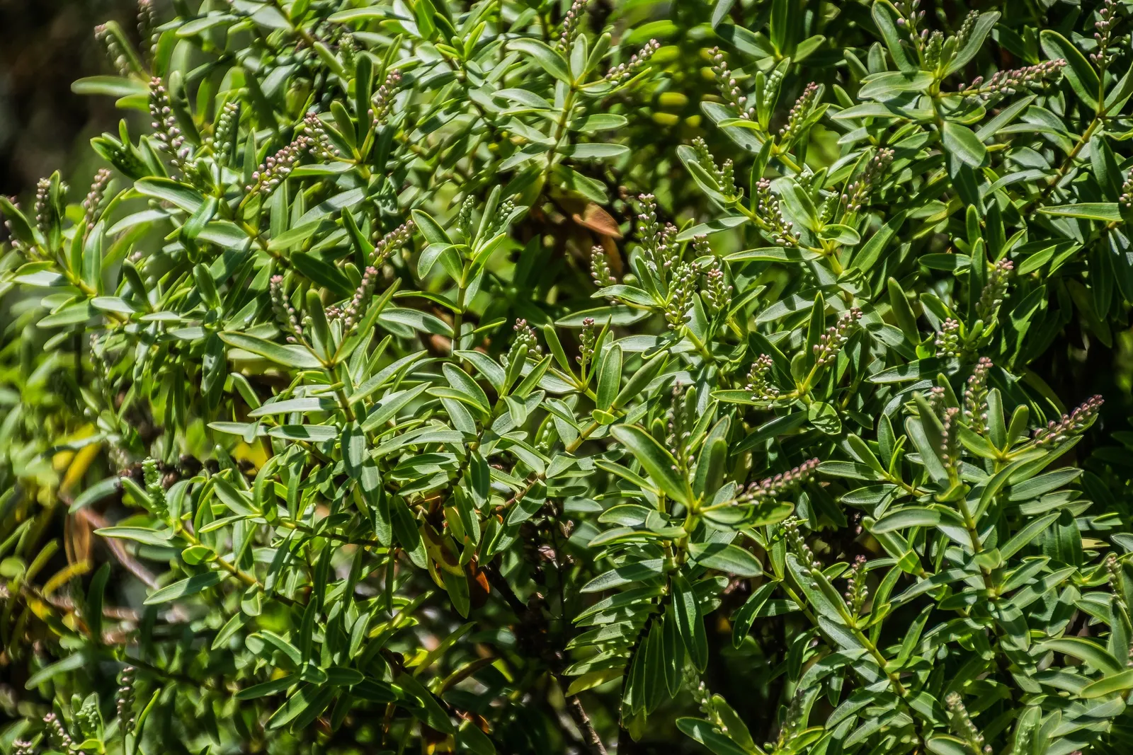 Boxleaf Hebe (Hebe odora) — Boxleaf Hebe (Veronica odora) is a compact evergreen shrub