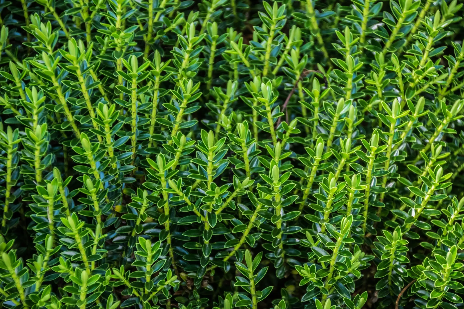 Boxleaf Hebe (Hebe odora) — It typically grows 1-2 feet high and wide, perfect for borders or as low hedges