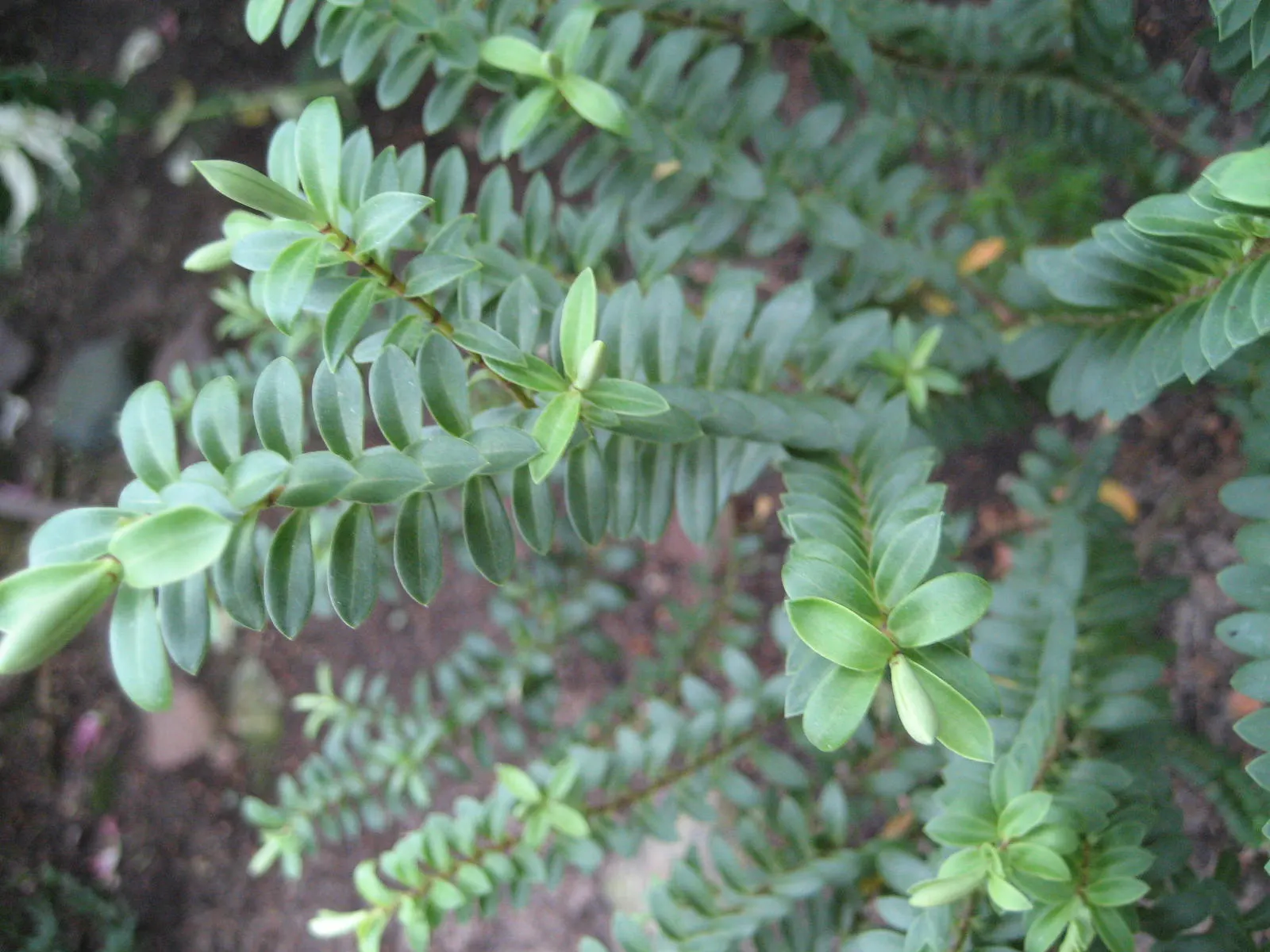 Boxleaf Hebe (Hebe odora) — Adds texture and color all year round