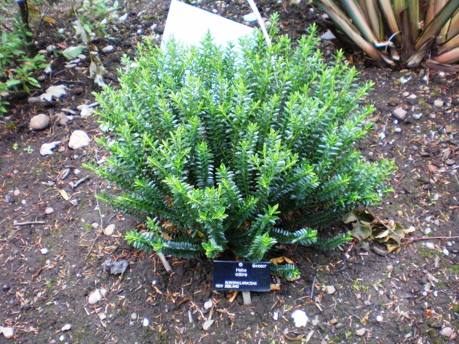 Boxleaf Hebe (Hebe odora) — this plant is ideal for creating low hedges or borders