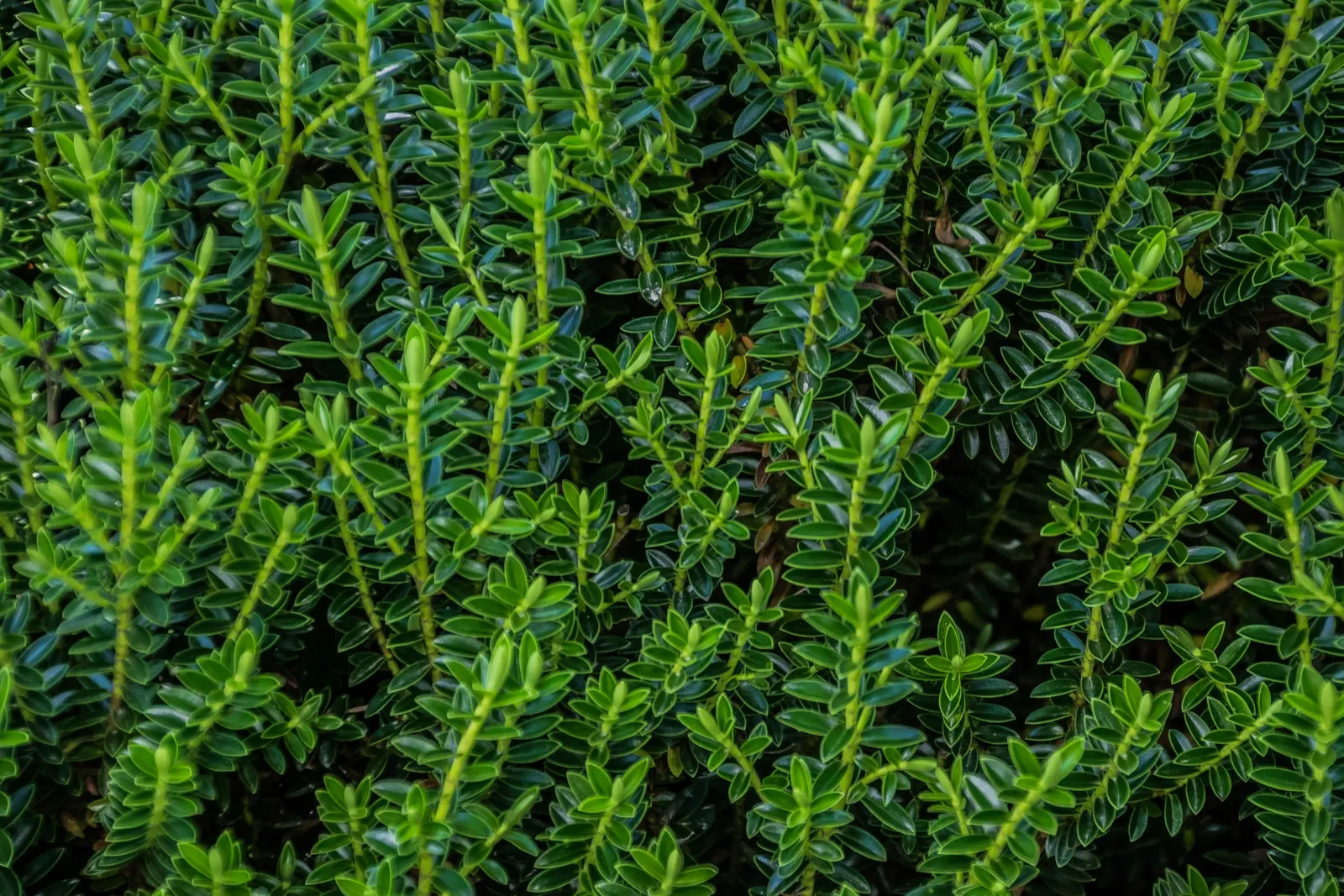 Boxleaf Hebe (Hebe odora) — box-like foliage and profusion of purple-blue flowers