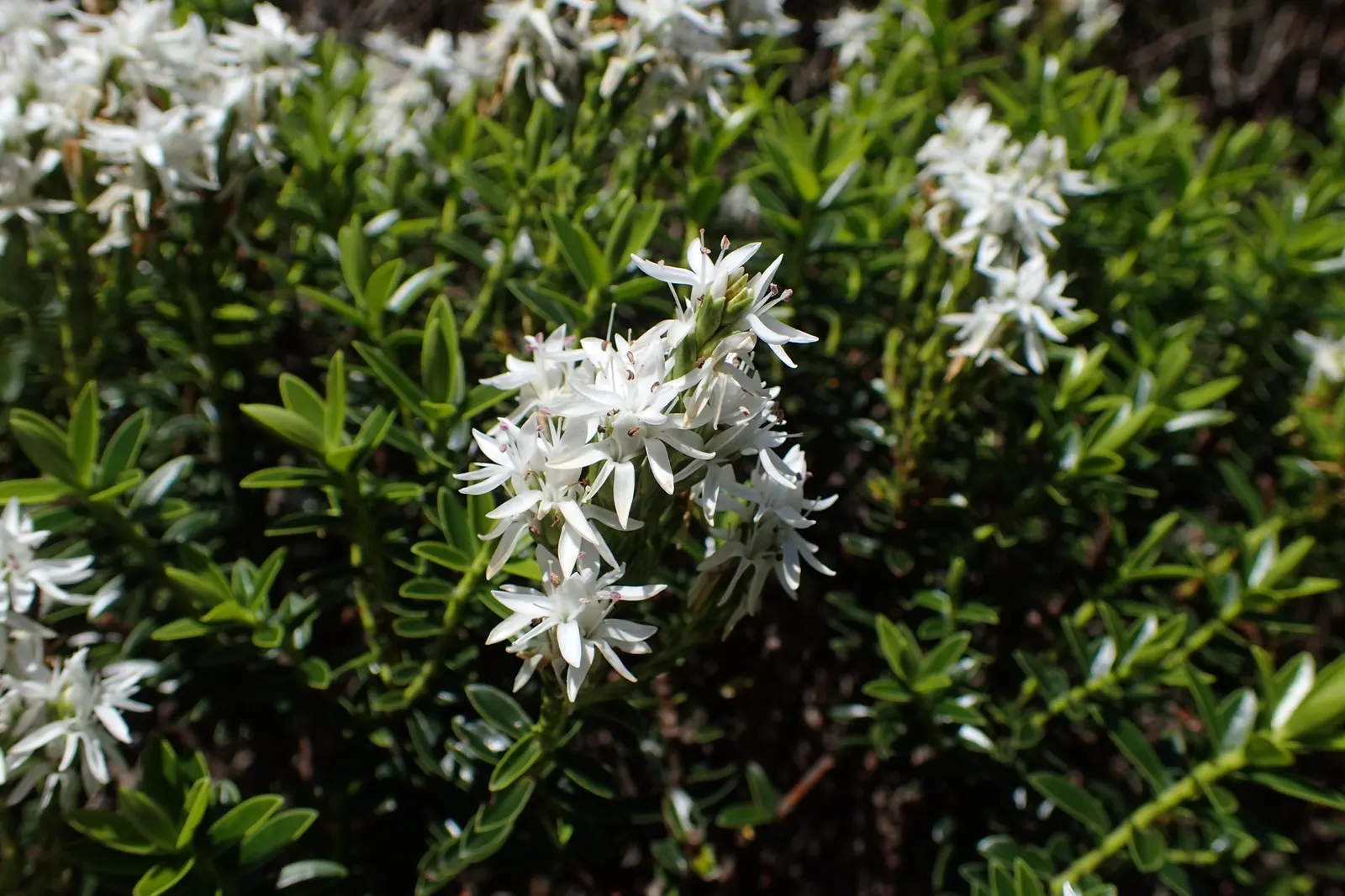 Boxleaf Hebe (Hebe odora) — boasting a rich green hue that complements a variety of garden palettes.<br><br>During the summer months