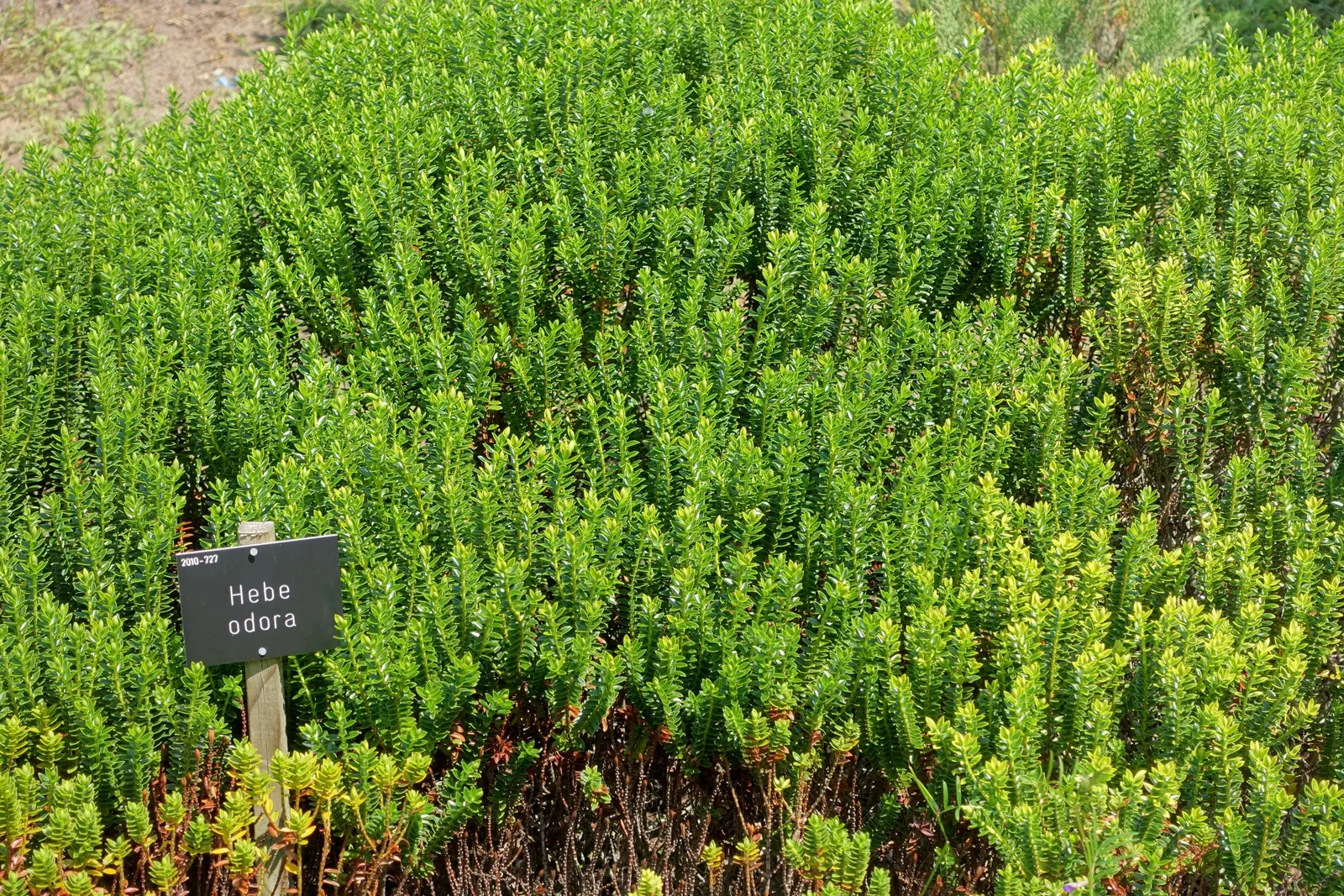 Boxleaf Hebe (Hebe odora) — scientifically known as Veronica odora