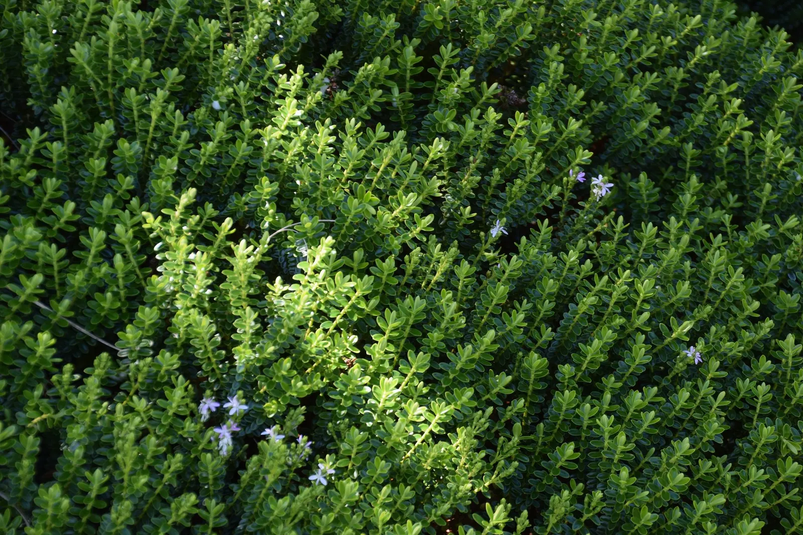 Boxleaf Hebe (Hebe odora) — exhibits moderate drought tolerance