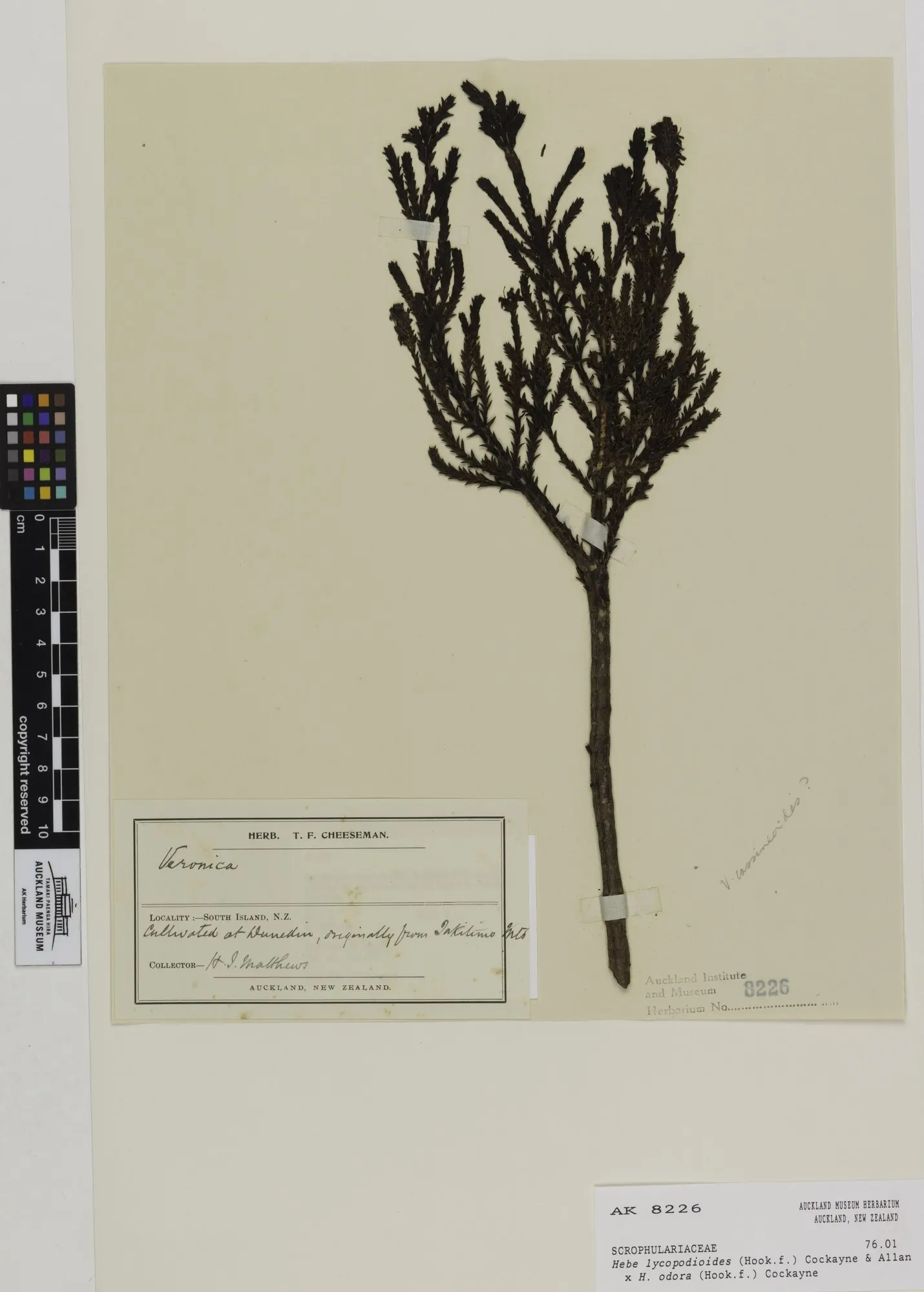 Boxleaf Hebe (Hebe odora) — shrub with white blooms