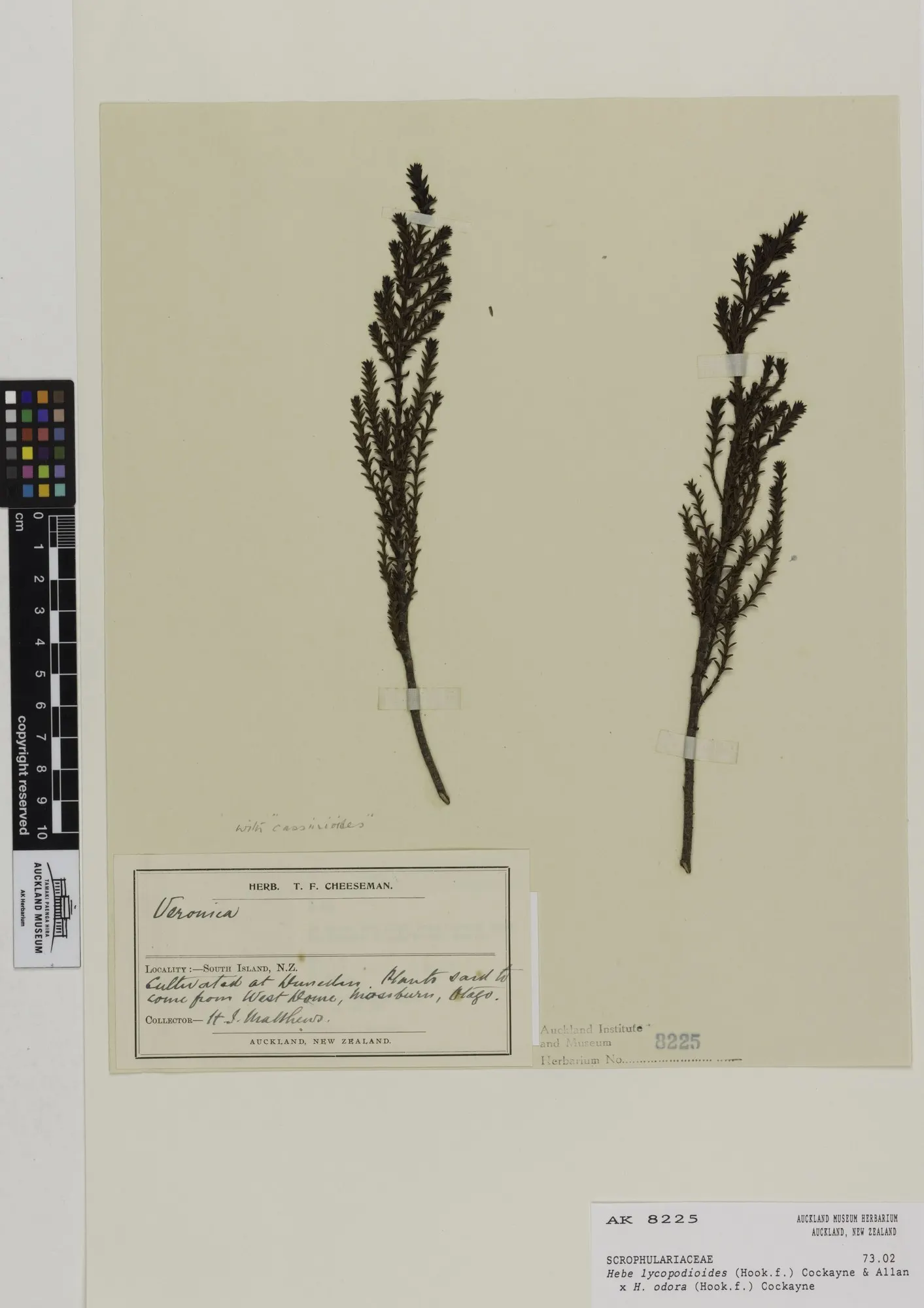 Boxleaf Hebe (Hebe odora) — It is suited to well-drained soils and once established