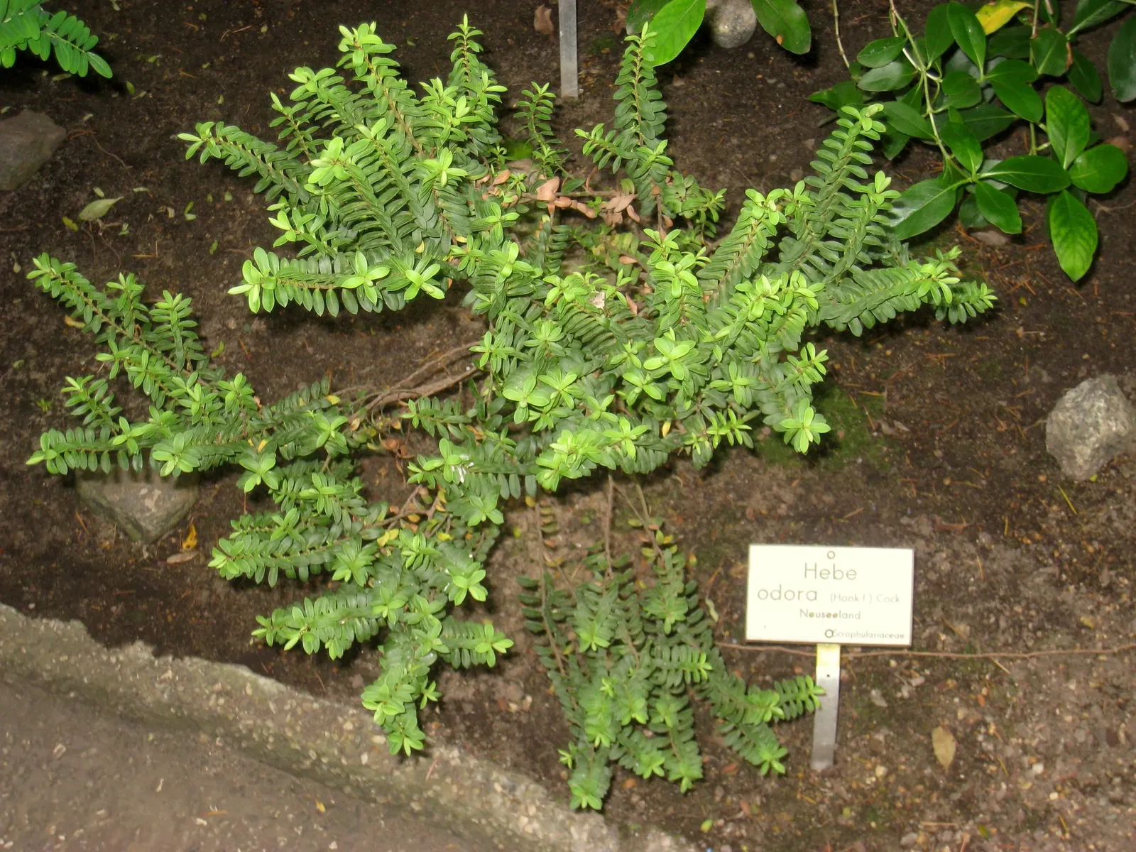 Boxleaf Hebe (Hebe odora) — Boxleaf Hebe is also relatively low-maintenance