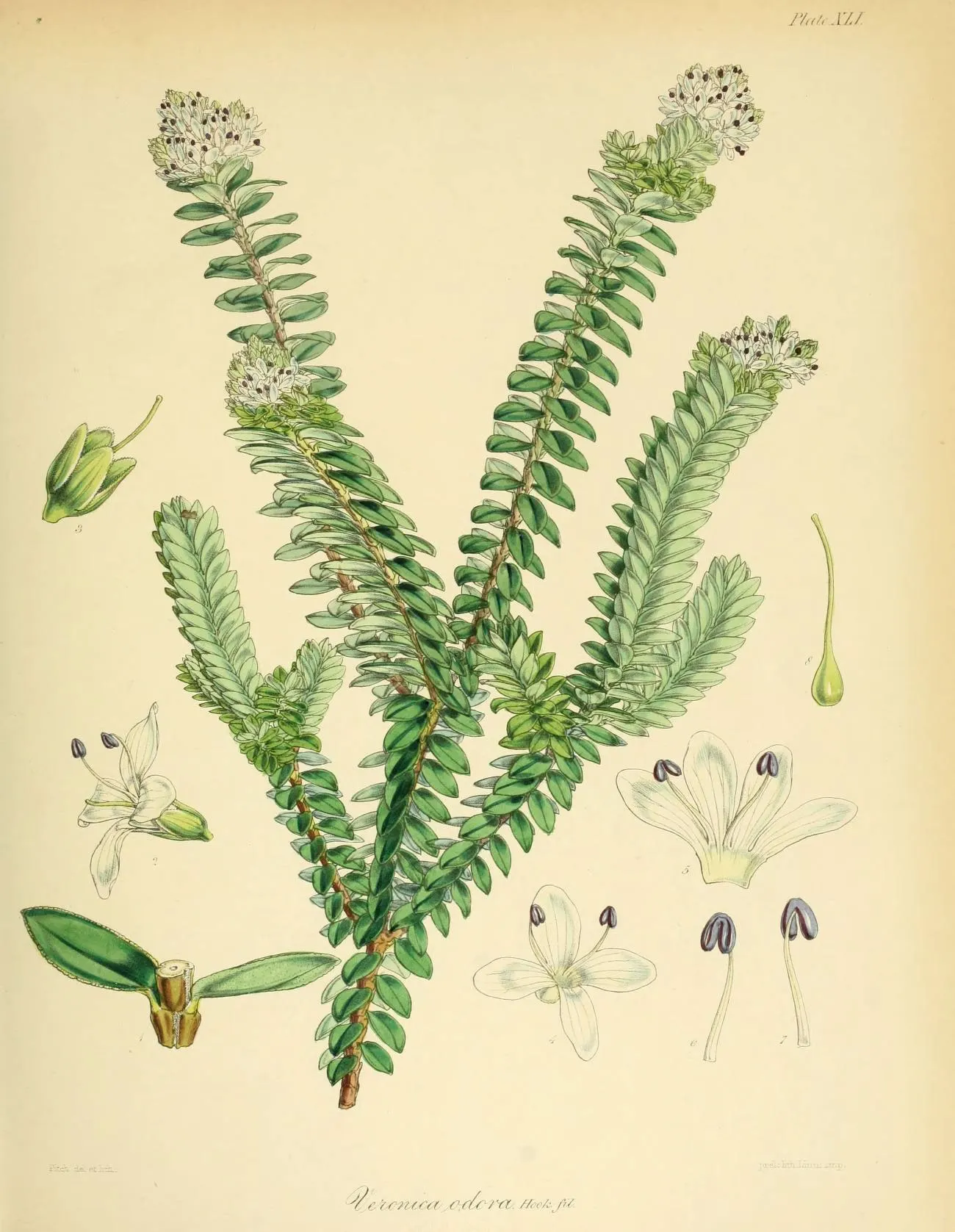 Boxleaf Hebe (Hebe odora) — with resilience to many common plant diseases.<br><br>For those designing a landscape