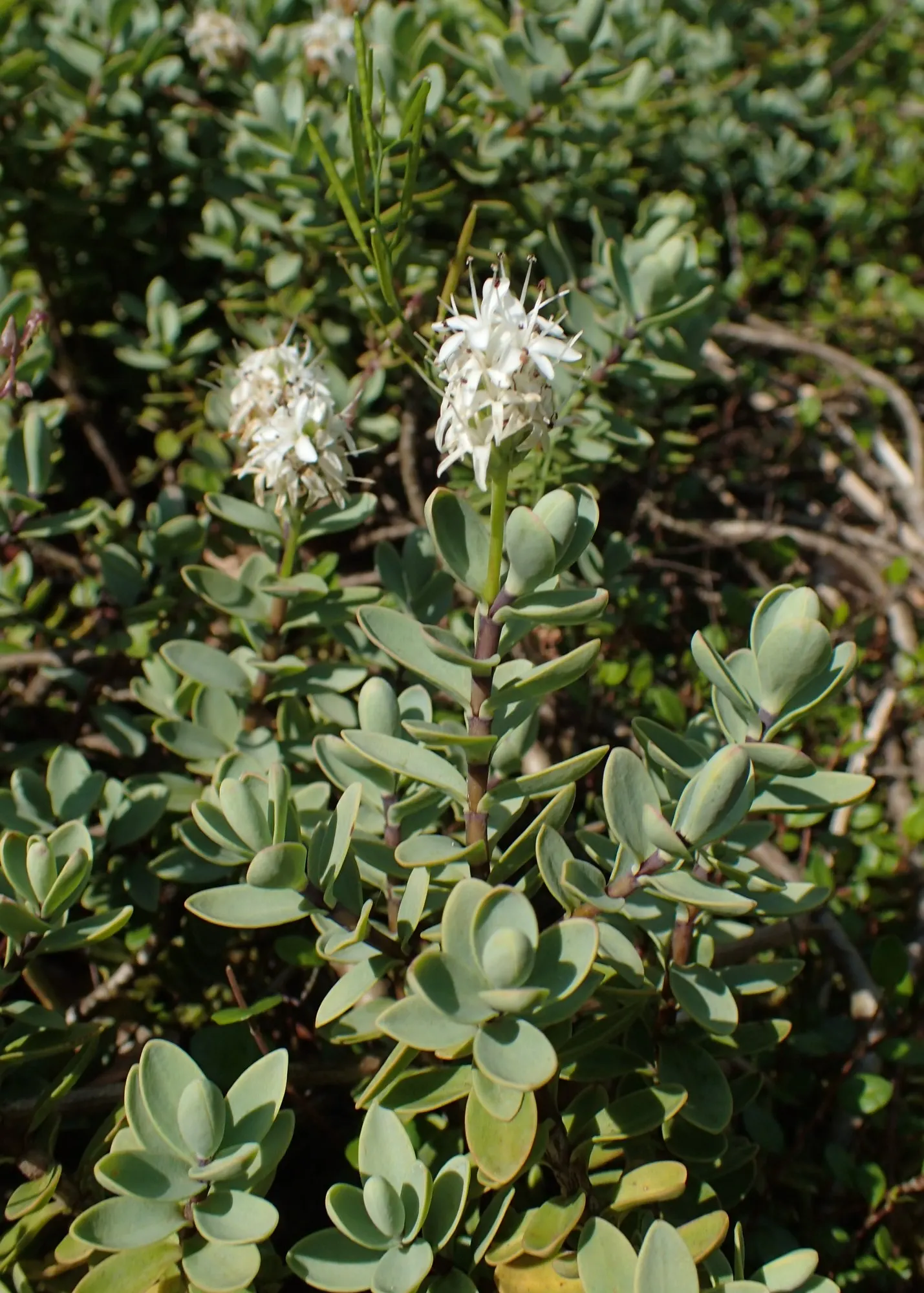 Boxleaf Hebe (Hebe odora) — Boxleaf Hebe (Veronica odora) is a compact evergreen shrub; it flourishes in full sun to part shade, in well-drained soil