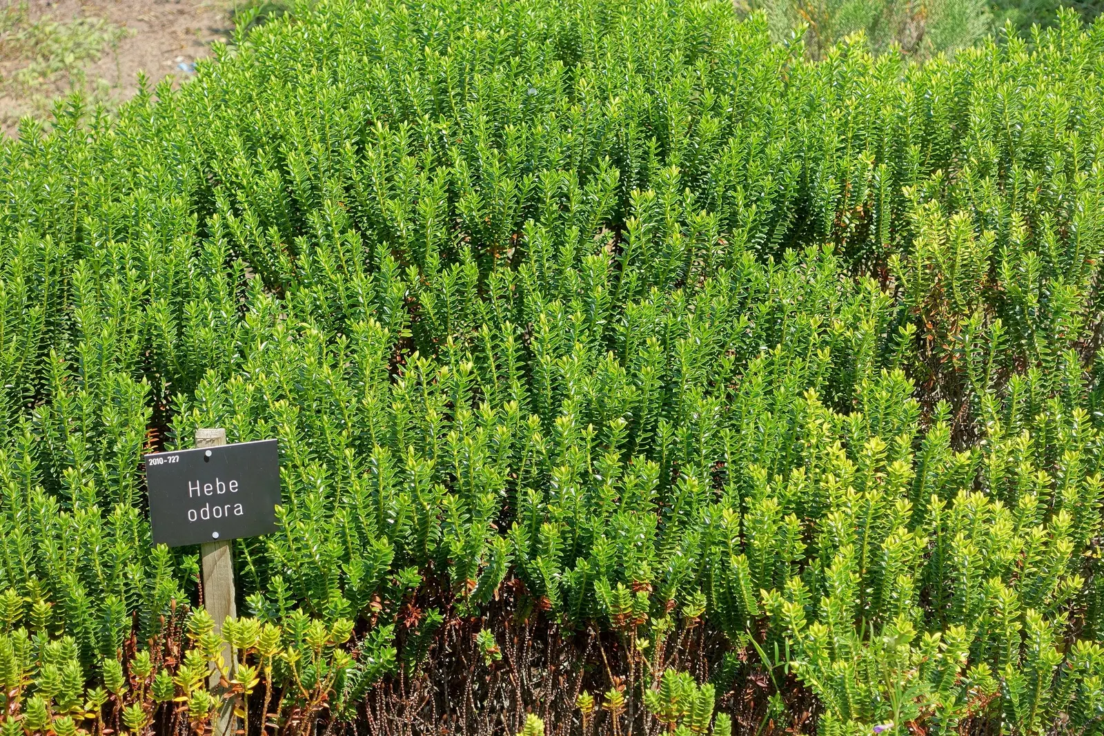 Boxleaf Hebe (Hebe odora) — making it suitable for low-water gardens