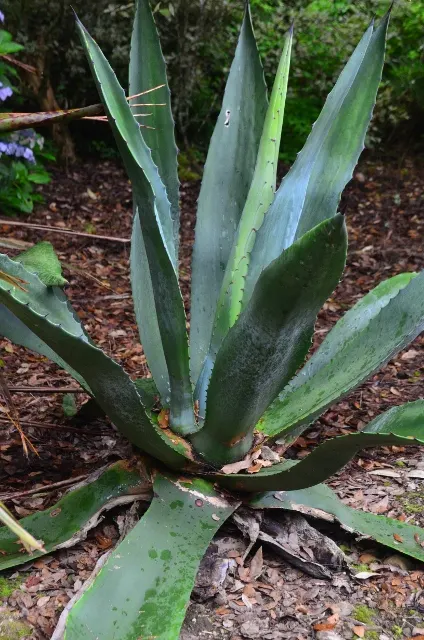 Weber's Blue Tequila Agave (Agave Tequilana) — typically after 8 to 15 years