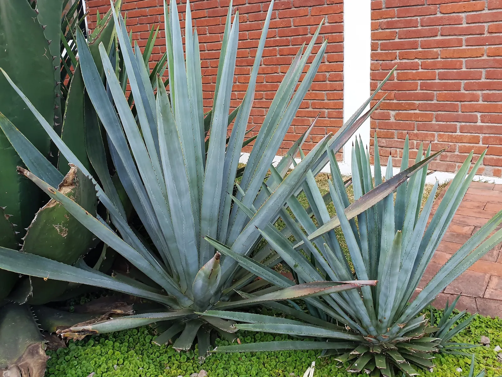 Weber's Blue Tequila Agave (Agave Tequilana) — but it is a long-lived plant that will grace the garden for many years before flowering
