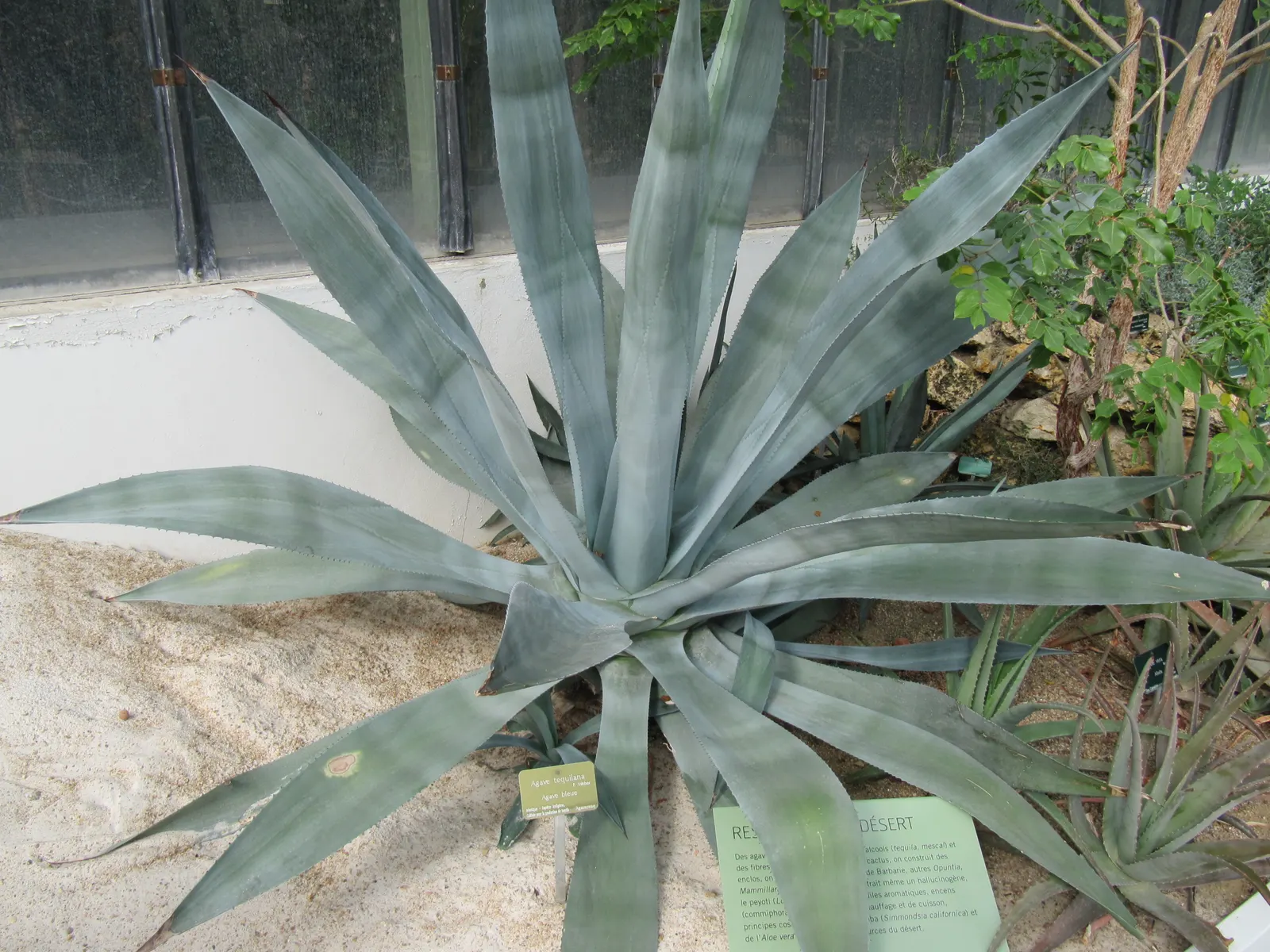 Weber's Blue Tequila Agave (Agave Tequilana) — succulent perennial prized for its distinctive rosette of pointed blue-green leaves