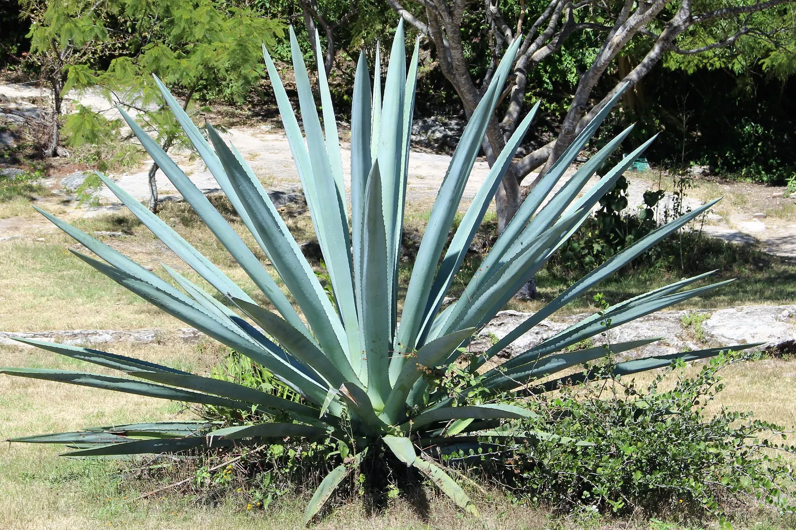 Weber's Blue Tequila Agave (Agave Tequilana) — tequilana 'Weber's Blue' provides year-round interest