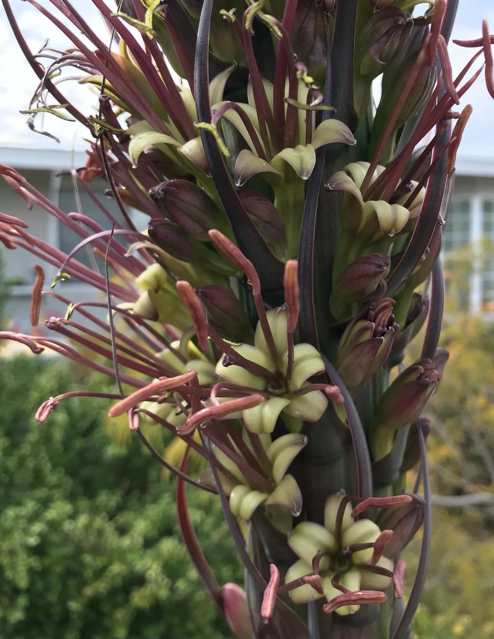 Weber's Blue Tequila Agave (Agave Tequilana) — Appearances may vary at maturity