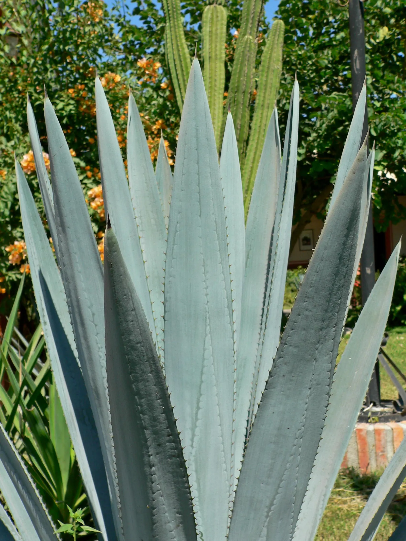 Weber's Blue Tequila Agave (Agave Tequilana) — This plant is well-suited for USDA hardiness zones 8 through 11