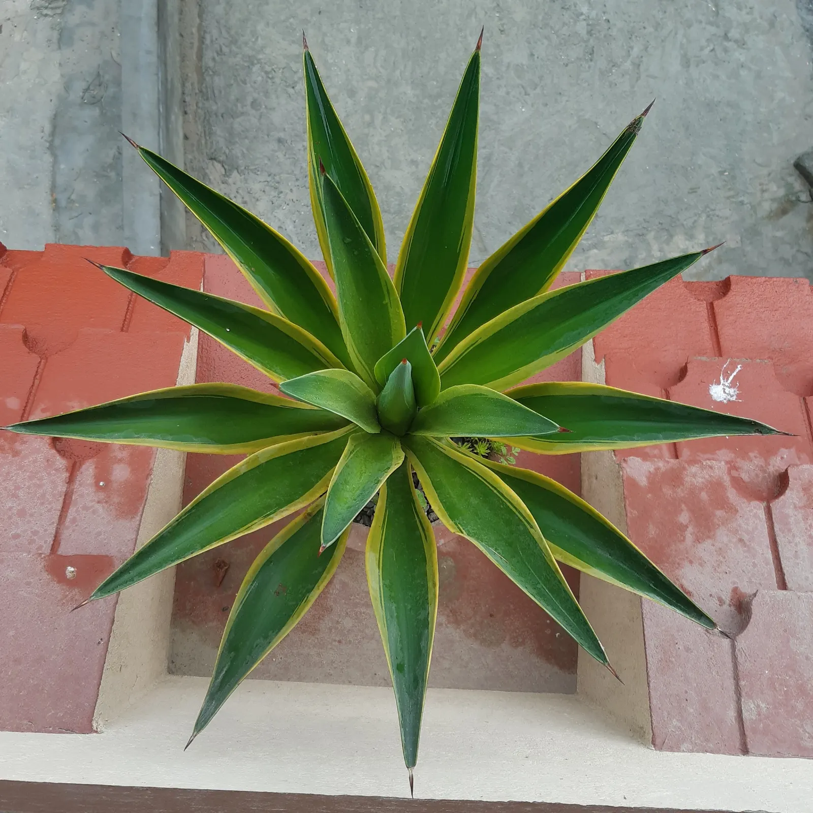 Weber's Blue Tequila Agave (Agave Tequilana) — thriving in full sun exposures and requiring minimal water once established