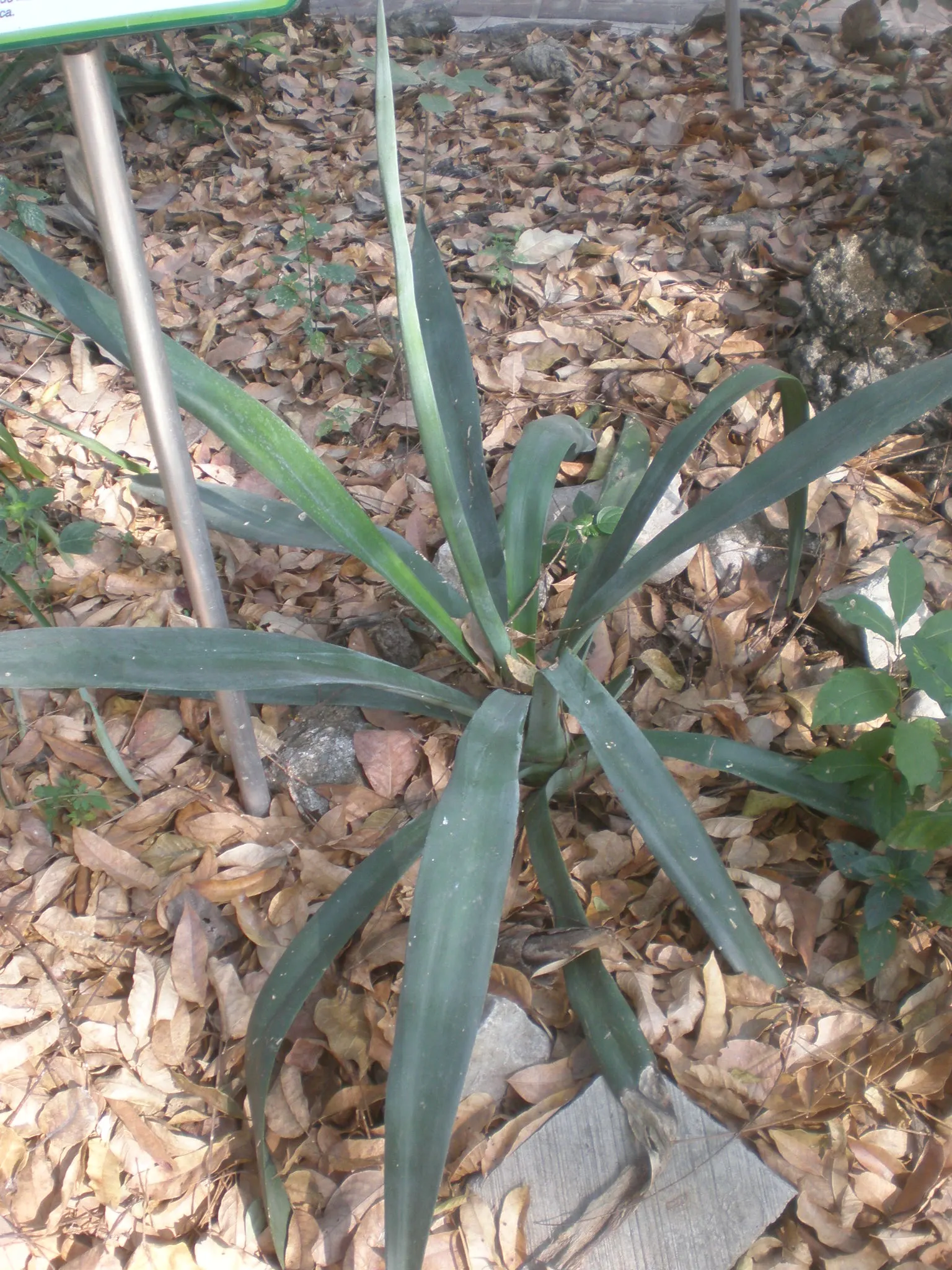 Weber's Blue Tequila Agave (Agave Tequilana) — culminating in sharp terminal spines that demand careful placement away from high-traffic areas
