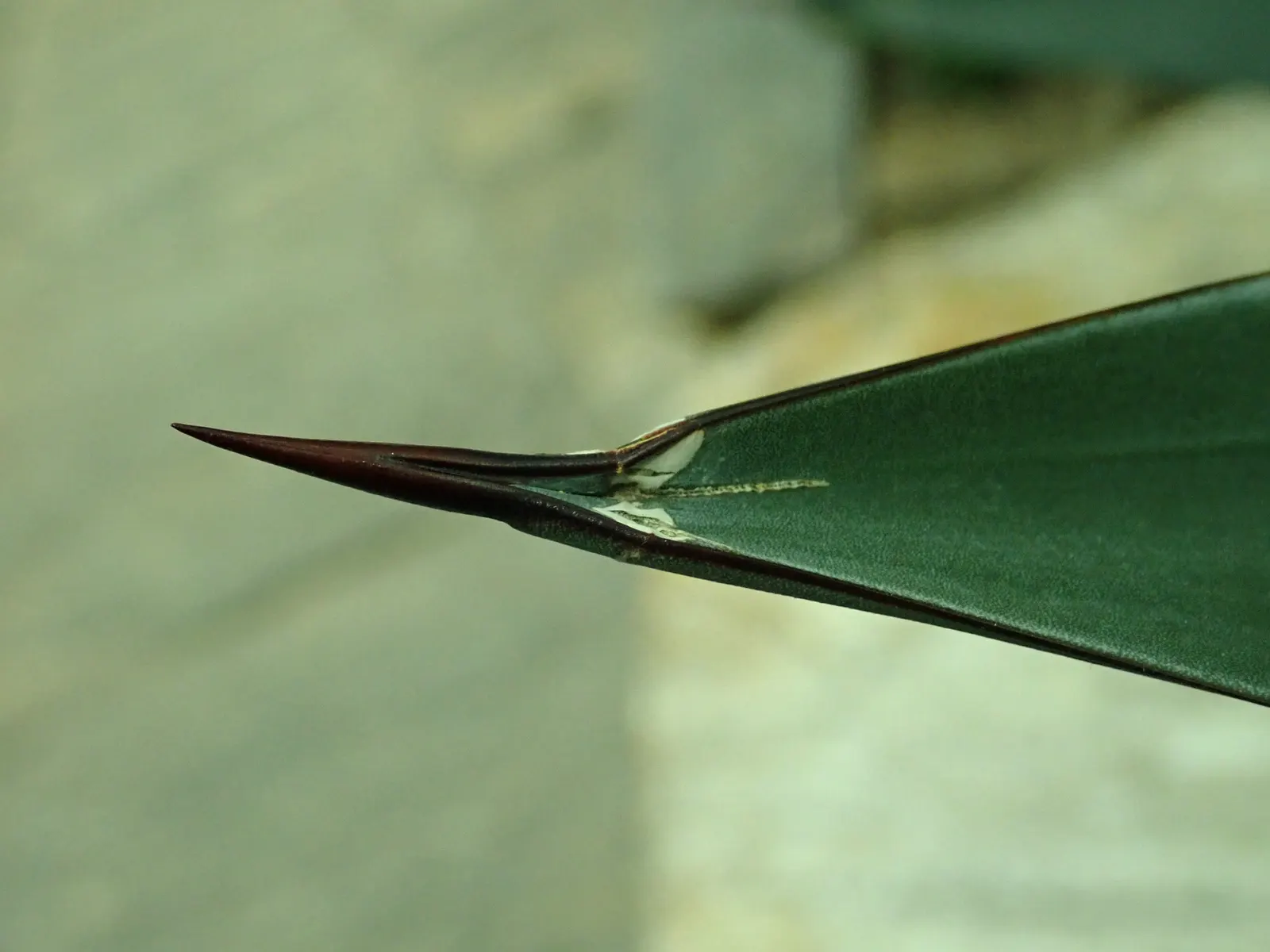 Weber's Blue Tequila Agave (Agave Tequilana) — yellow flowers in the garden