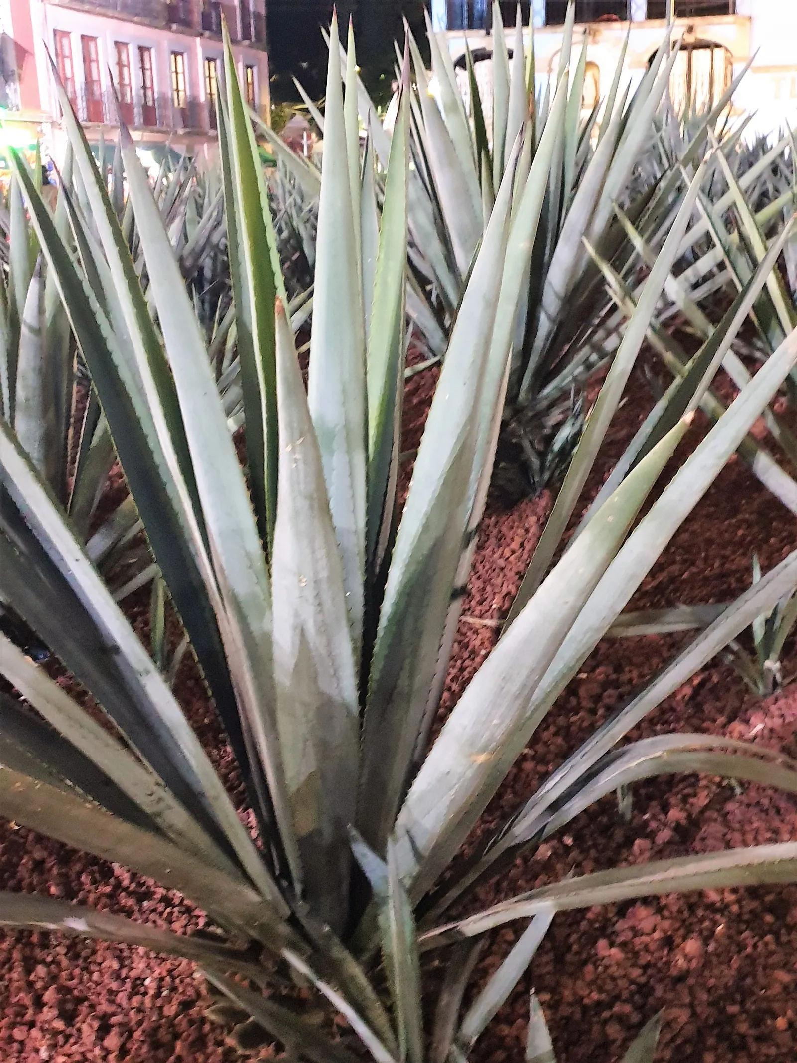 Weber's Blue Tequila Agave (Agave Tequilana) — lance-shaped leaves that radiate from its core