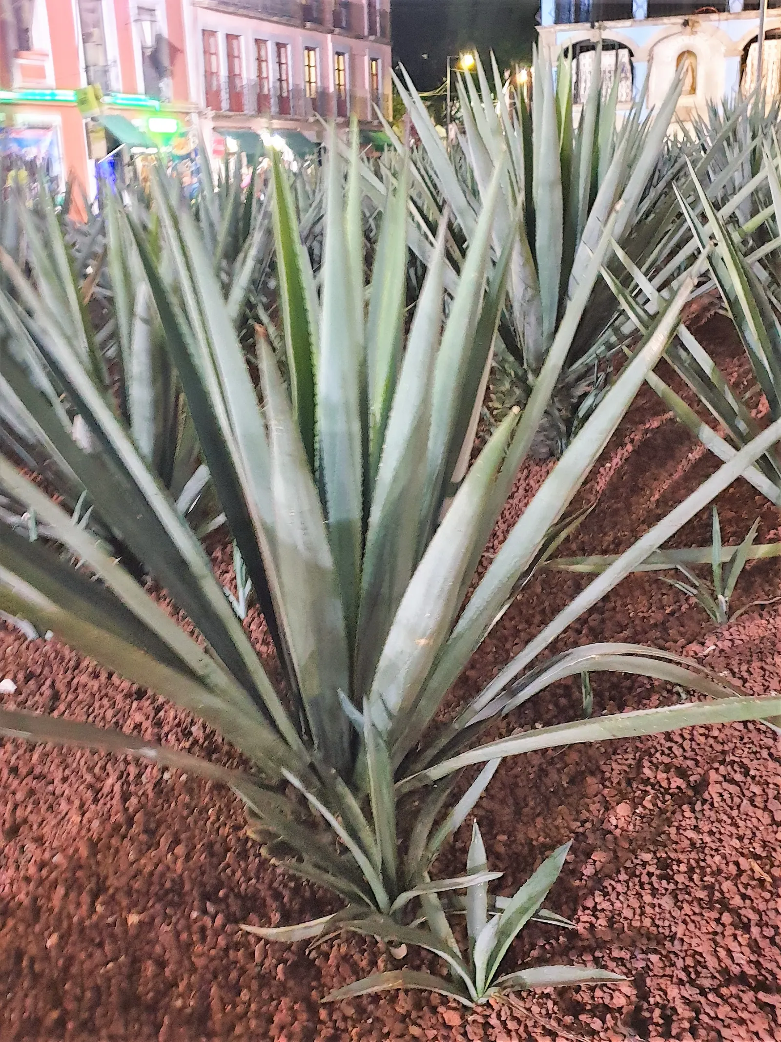 Weber's Blue Tequila Agave (Agave Tequilana) — Originating from the arid regions of Mexico