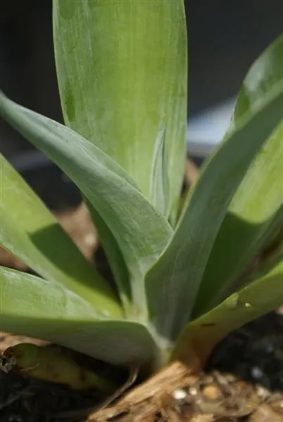 Weber's Blue Tequila Agave (Agave Tequilana) — sometimes reaching up to 20 feet