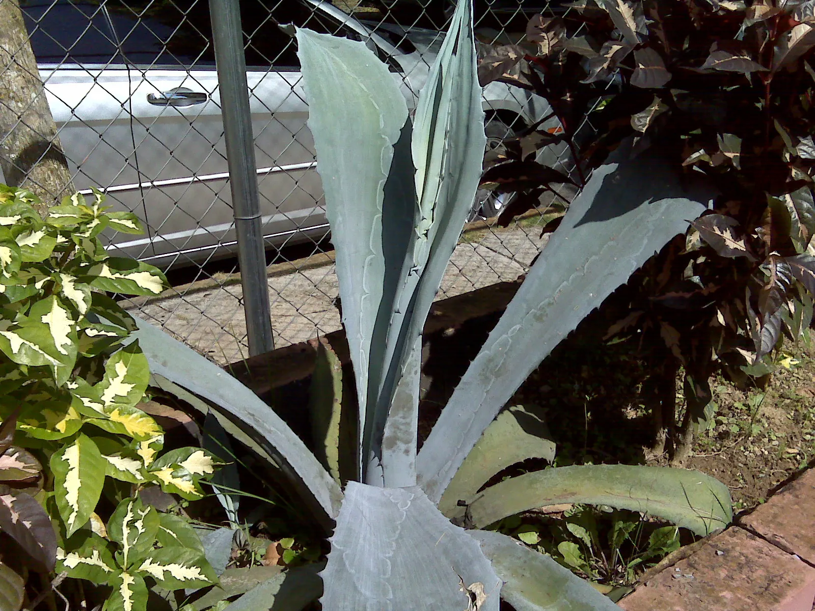 Weber's Blue Tequila Agave (Agave Tequilana) — or Agave tequilana 'Weber's Blue'