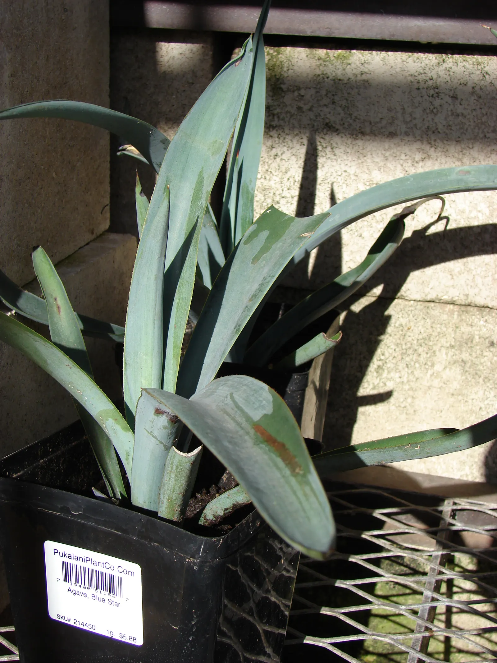Weber's Blue Tequila Agave (Agave Tequilana) — shrub / succulent with yellow blooms